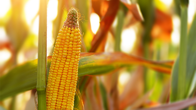 MILHO/CEPEA: Atenções se voltam ao campo; preços seguem firmes em SP, mas caem no Sul.