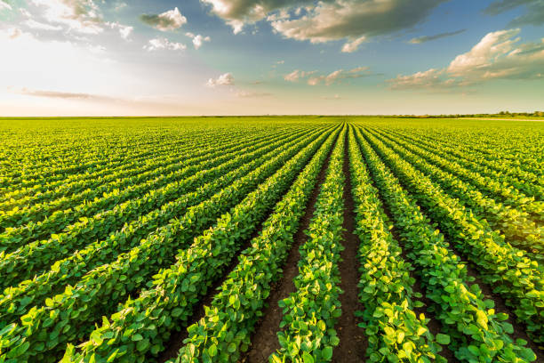 Agro paraguaio impulsionado por capital brasileiro.
