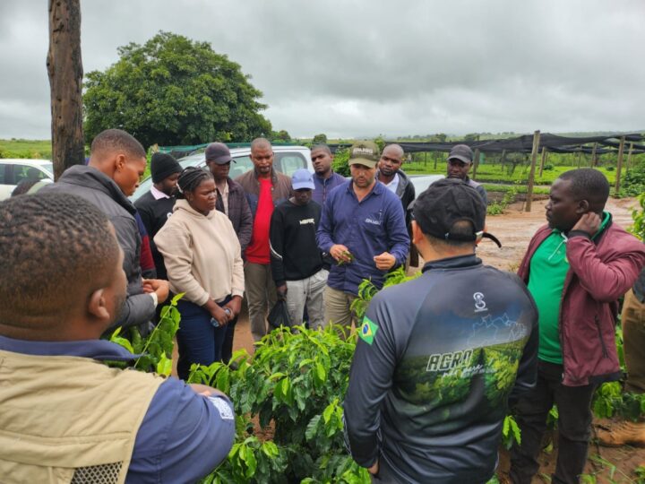 Pesquisadores da Epamig ajudam a desenvolver a cafeicultura sustentável em Moçambique.