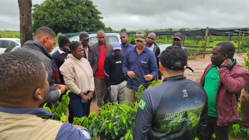 Pesquisadores da Epamig ajudam a desenvolver a cafeicultura sustentável em Moçambique.
